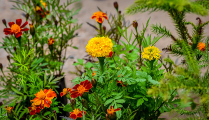 Garden of flowers in the street