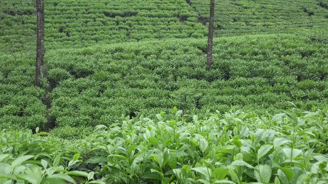Tea plantation in Wonosobo. Indonesia, Java