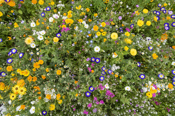 Wild Flower Meadow