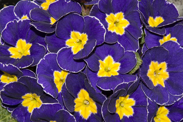 primula
