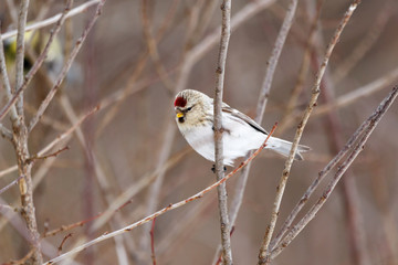 Arctic Redpoll (Acanthis hornemanni)