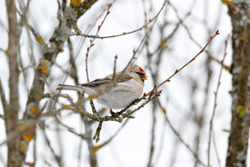 Arctic Redpoll (Acanthis hornemanni)