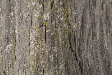 Texture of a moldy tree