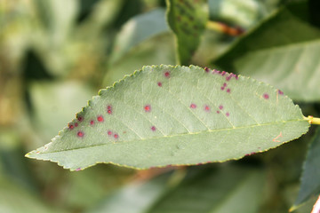 Cherry leaf spot is caused by ascomycete fungus Blumeriella jaapii (formerly known as Coccomyces hiemalis). Fungal disease of cherry © kazakovmaksim