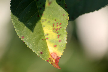 Cherry leaf spot is caused by ascomycete fungus Blumeriella jaapii (formerly known as Coccomyces hiemalis). Fungal disease of cherry
