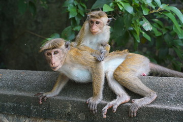 Two toque macaques in Sri Lanka