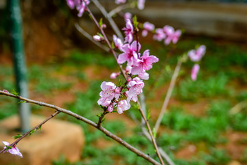 Cherry blossom in Morocco