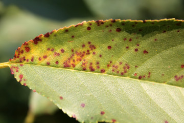 Cherry leaf spot is caused by ascomycete fungus Blumeriella jaapii (formerly known as Coccomyces hiemalis). Fungal disease of cherry