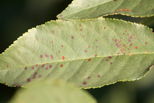 Cherry leaf spot is caused by ascomycete fungus Blumeriella jaapii (formerly known as Coccomyces hiemalis). Fungal disease of cherry