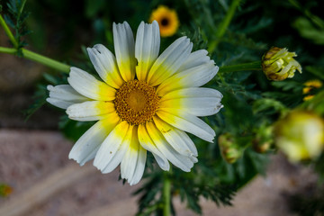 Fototapeta premium Garden with withe flowers
