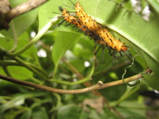 Pair of orange oleander caterpillars
