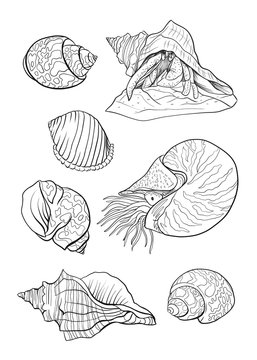 Sea collection. Original Vector illustration. Outline hand drawing.  Isolated on white background.