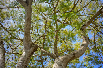 Fototapeta na wymiar flamboyan tree, delonix regia, branch with green leaves