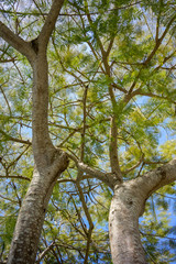 flamboyan tree, delonix regia, branch with green leaves
