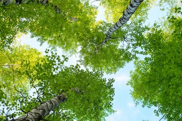 Afwasbaar Fotobehang Bomen boomstammen van berken in de zomer, onderaanzicht