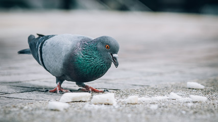 Pigeon eating bread on the street. Beautiful dove