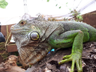 Fototapeta premium Iguana