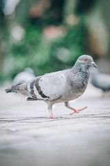 Pigeon eating bread on the street. Beautiful dove