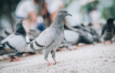 Pigeon eating bread on the street. Beautiful dove