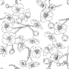 Fototapeta premium Seamless pattern, background with blooming cherry japanese sakura. Stock vector&nbsp;illustration. Outline drawing.