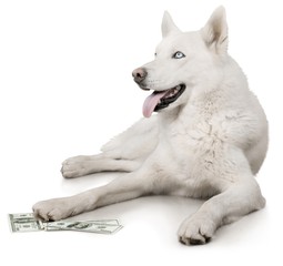 Cute dog with money isolated on white background