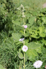 Flowering Althaea officinalis or common marshmallow plant with white flowers and green leaves