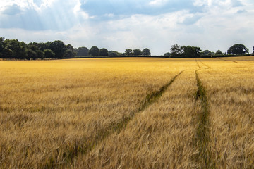 Obraz premium Tractor tracks in golden wheat field