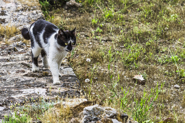 Cat walks on the stones of the ancient Acropolis