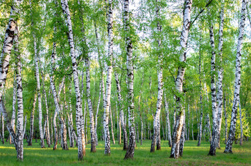 birch grove in the forest, green foliage in summer