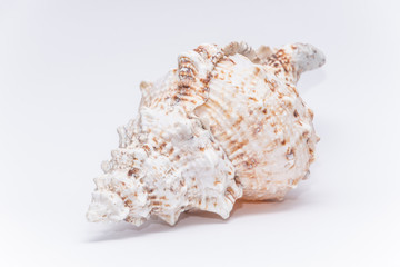 Big tropical sea shell warm ocean white symmetric