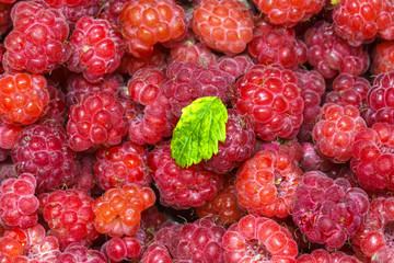 wild raspberries collected in the forest from wild shrubs