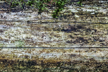 texture of a solid tree trunk, covered with moss. Unpainted texture. Widescreen photo.