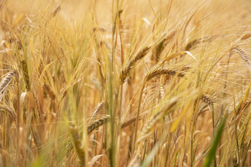Ears of wheat 1