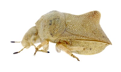 Bug Tarisa virescens on a white background