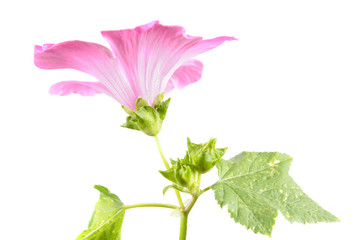 Pink flower of Lavatera trimestris or annual mallow isolated on white background