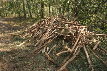 Cutted Wood In The Forest