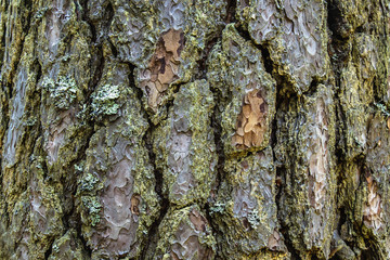 A picture texture of the bark of a tree