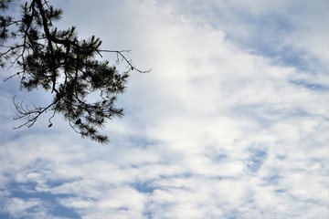 The tip of tree against blue sky with white clouds, Spring in GA USA.