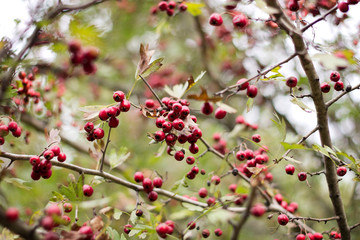 Ripe berries of hawthorn hang on branches