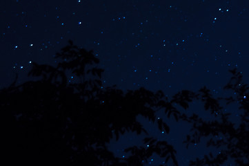 Long exposure night photo. A lot of stars with trees on foreground. Far from the city. Night landscape.