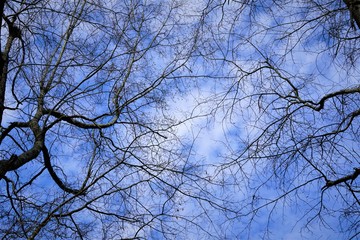 Silhouette of branches of the tip of the tree against the sky with clouds, Spring in GA USA.