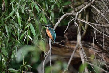 Kingfisher (Alcedo atthis) in the Danube Delta Biosphere Reserve, Romania, Europe
