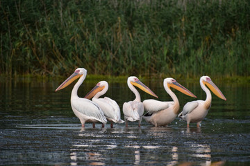 Pelicans in the Danube Delta Biosphere Reserve, Romania, Europe