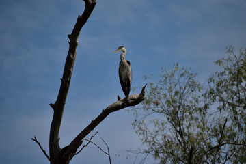 Heron resting in the Danube Delta Biosphere Reserve, Romania, Europe