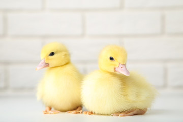 Little yellow ducklings on brick wall background