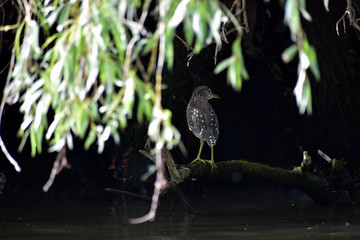 Bird hiding - Danube Delta Biosphere Reserve, Romania, Europe