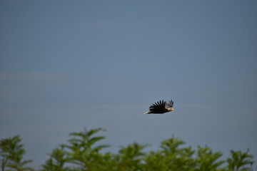 White-tailed eagle  in the Danube Delta Biosphere Reserve, Romania, Europe