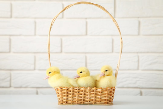 Little yellow ducklings in basket on brick wall background