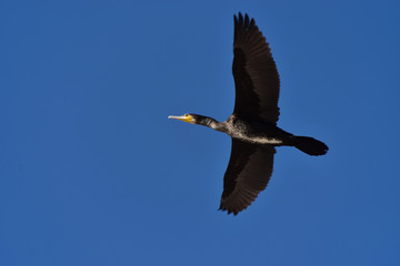Cormorant flying   in the Danube Delta Biosphere Reserve, Romania, Europe