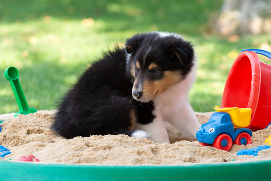 Collie-Welpe im Sandkasten